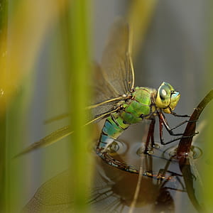 macro photography of green darnerfly thumbnail