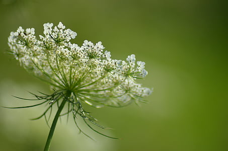 white Queen Anne's lace flower selective-focus photography thumbnail