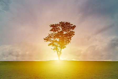 silhouette of tree during daytime thumbnail