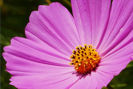 Closeup of Pink Cosmos Flower thumbnail