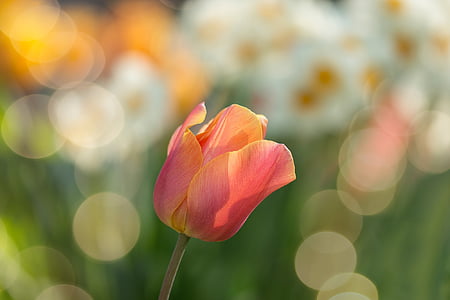selective focus photography of pink petaled flower thumbnail