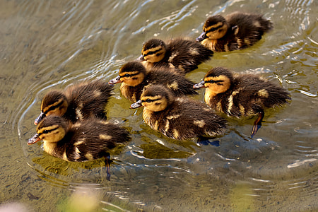 black and yellow ducklings swimming on body of water thumbnail