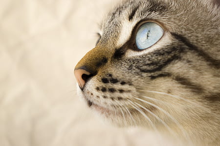 close up shot of bengal cat thumbnail