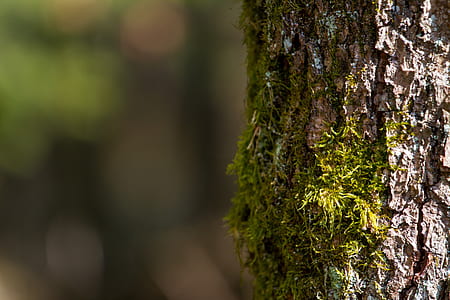 selective focus of tree trunk thumbnail