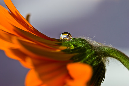 macro photography of orange daisy thumbnail