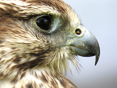 photo of black and gray eagle thumbnail