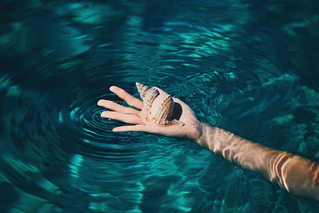 person holding conch thumbnail