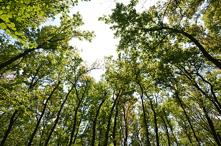 green trees under gray sky thumbnail