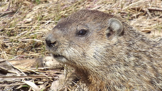 closeup photography of beaver thumbnail