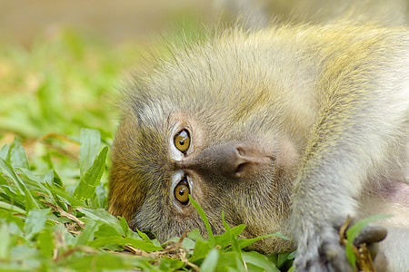brown monkey thumbnail
