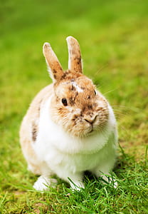 tan and white rabbit on grass filed thumbnail