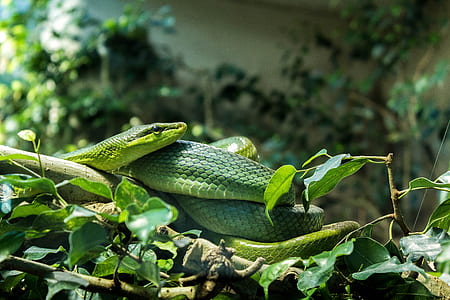 green snake wrap-around green leaf plant thumbnail