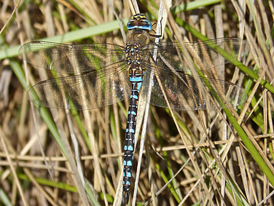 Dragonfly, Blue Dragonfly thumbnail