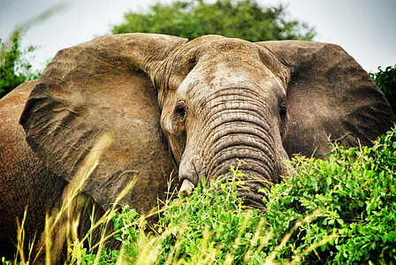 gray elephant eating grass during daytime thumbnail