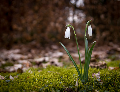 white pealed flowers focus photography thumbnail