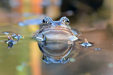 selective focus photography of brown frog on body of water thumbnail