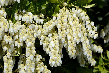 white petaled flowers thumbnail