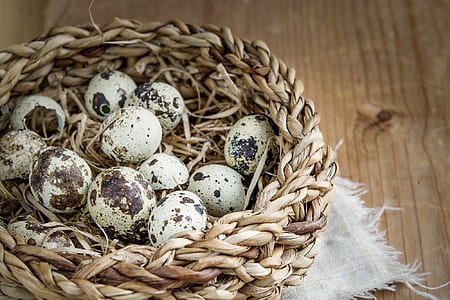 quail eggs on nest thumbnail