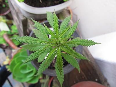 shallow focus photography of green plant thumbnail
