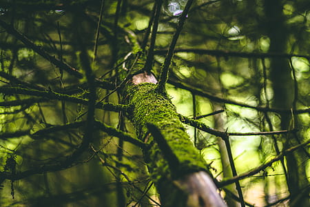 low angle photo of green leafed tree thumbnail