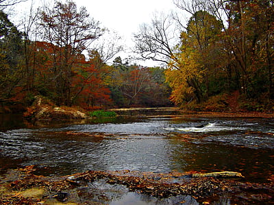 river between trees thumbnail