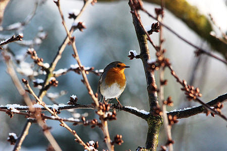 orange and white bird perched on snow covered tree thumbnail