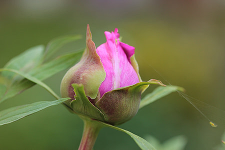 pink flower thumbnail