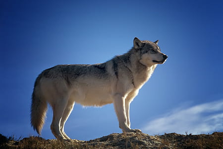 wolf under blue sky thumbnail
