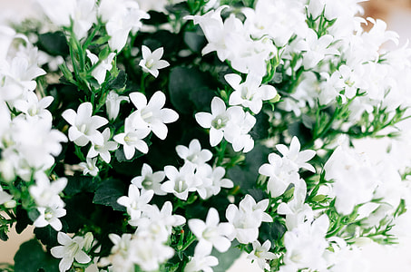 Summer flowers closeup thumbnail