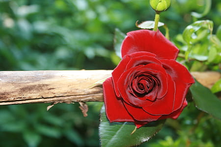red rose flower thumbnail
