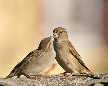 selective focus photography of two birds thumbnail