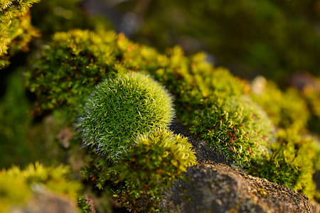 Green Plant thumbnail