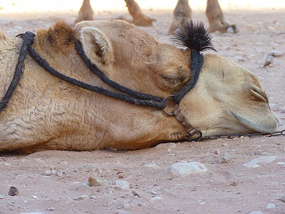 brown camel with harness lying on the ground thumbnail