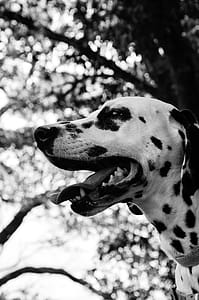 White and Black Dalmation thumbnail