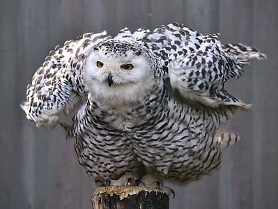 selective focus photography of white and black owl standing on brown surface thumbnail