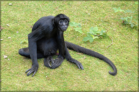 Monkey, Prehensile Tail Monkeys thumbnail
