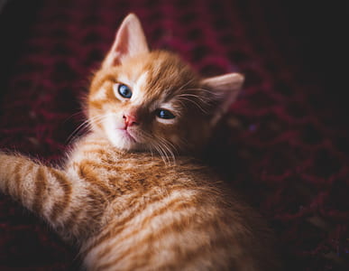 orange tabby cat on textile thumbnail