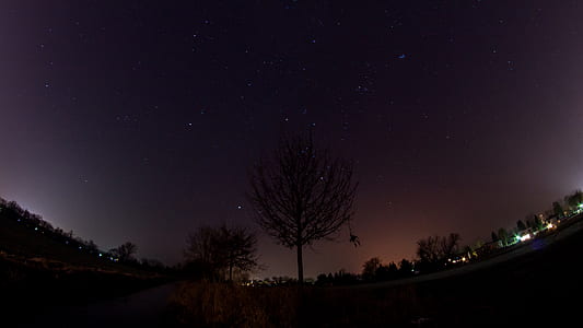 trees under purple sky thumbnail