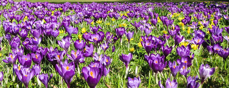 purple flowers during daytime thumbnail