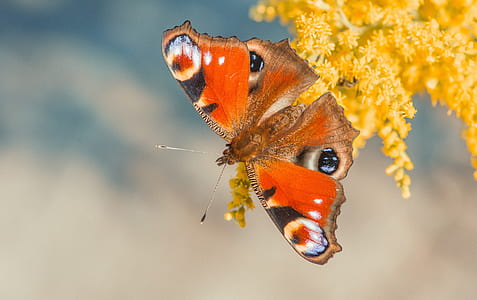 red and black butterfly thumbnail