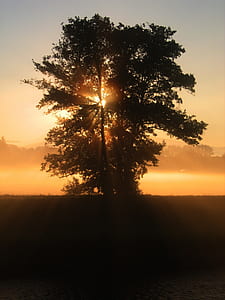 Green Tree over the Sunset thumbnail