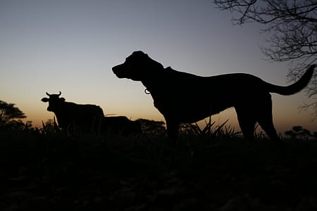 dog and cow on grass thumbnail