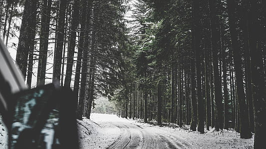 selective focus photography of car running on snow-covered road near trees at daytime thumbnail