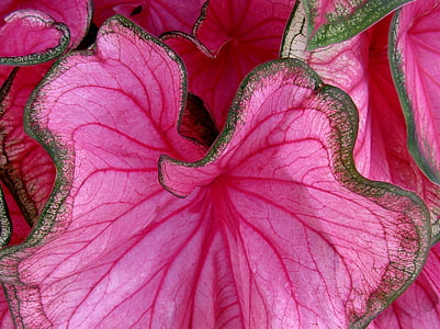 closeup photo of pink petaled flower thumbnail