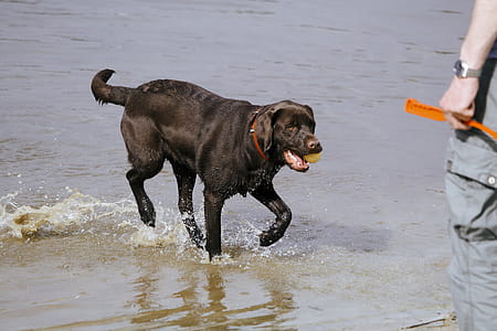 Black Labrador thumbnail
