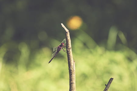 brown dragonfly on tree trunk thumbnail