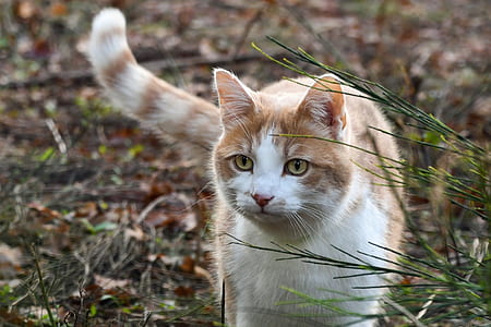orange tabby cat thumbnail