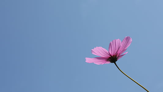 pink cosmos flower in bloom thumbnail