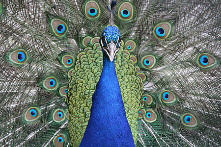 shallow photography of a peacock thumbnail