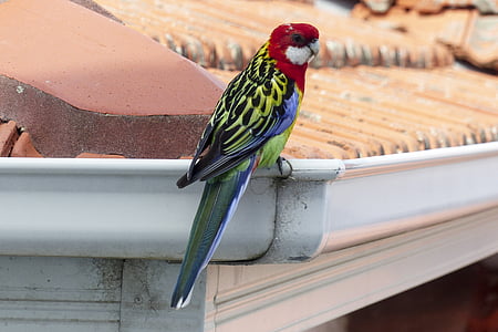 green, blue, and red parrot thumbnail